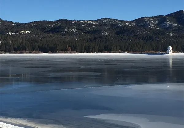 National Forest with Ice